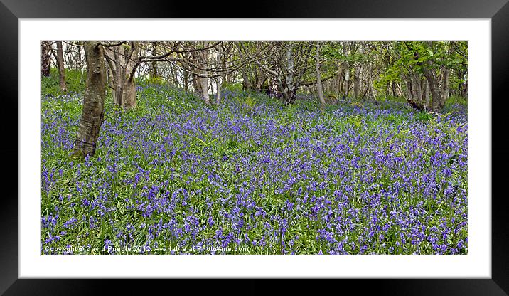 Bluebell Woods II Framed Mounted Print by David Pringle