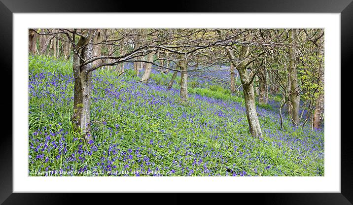 Bluebell Woods IV Framed Mounted Print by David Pringle