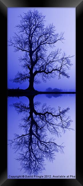 Tree Skeleton Reflection Framed Print by David Pringle