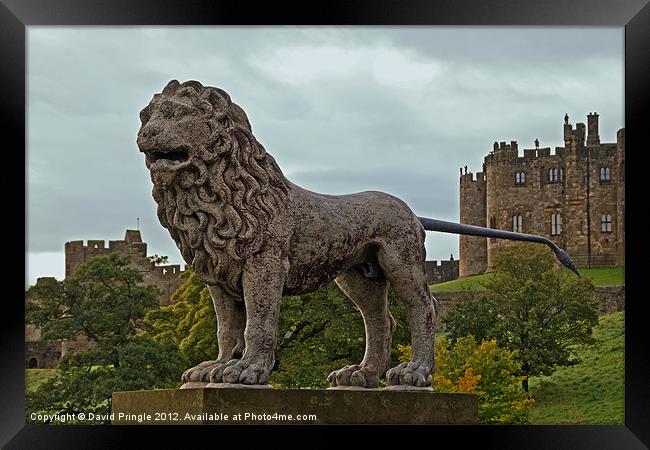 The Alnwick Lion Framed Print by David Pringle