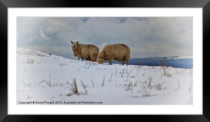 Sheep in Snow Framed Mounted Print by David Pringle