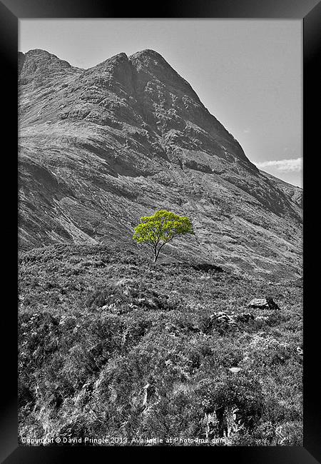 Lone Tree Framed Print by David Pringle