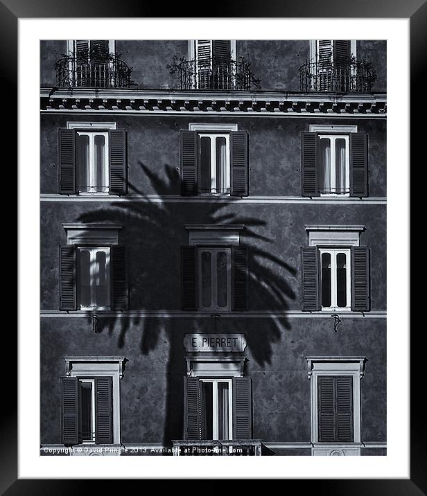 Palm Tree Framed Mounted Print by David Pringle