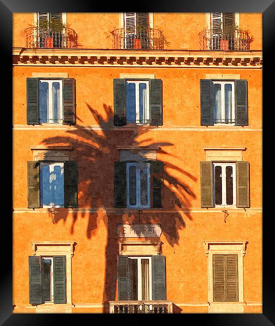 Palm Tree Framed Print by David Pringle