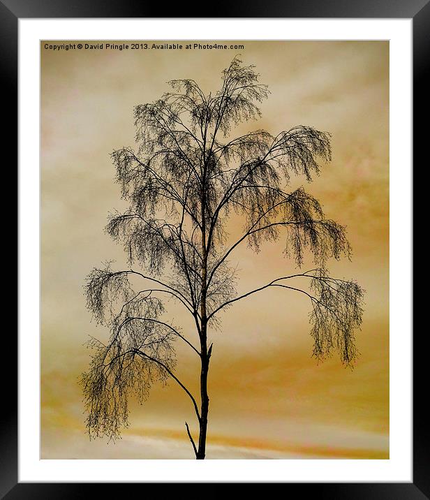 Tree Skeleton Framed Mounted Print by David Pringle
