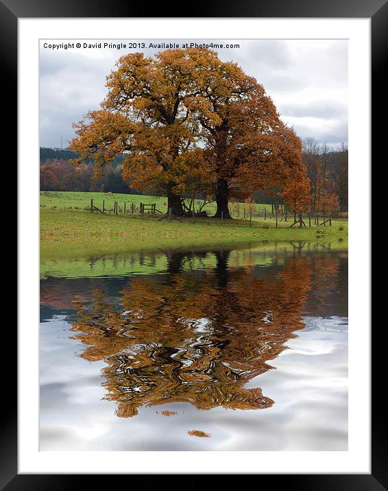 Autumn Tree Reflection Framed Mounted Print by David Pringle