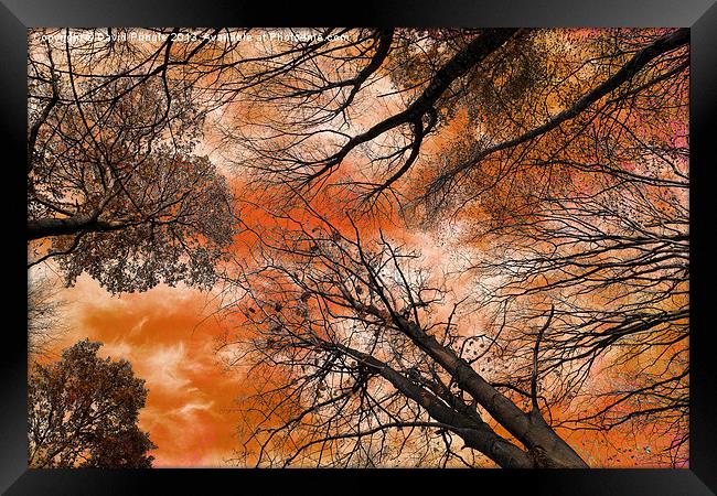 Tree Canopy Framed Print by David Pringle
