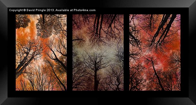 Tree Canopy Triptych Framed Print by David Pringle