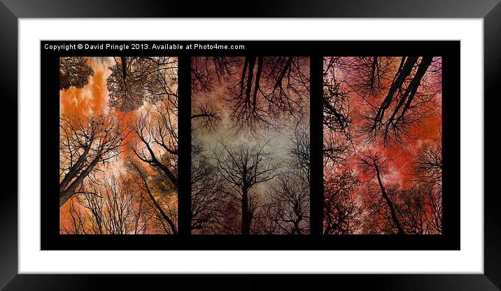 Tree Canopy Triptych Framed Mounted Print by David Pringle