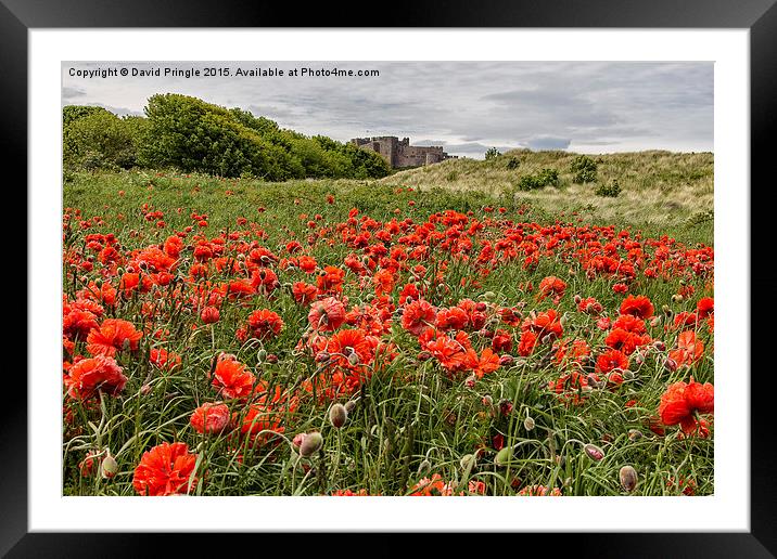 Poppies Framed Mounted Print by David Pringle