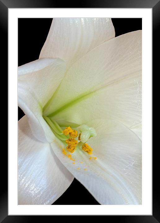 White Lily Framed Mounted Print by David Pringle