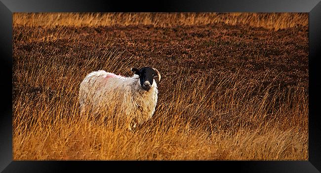 Sheep In Heather Framed Print by David Pringle
