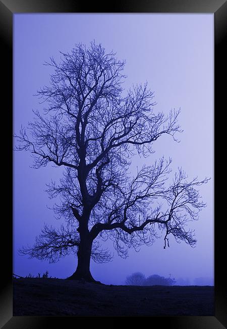 Tree Skeleton Framed Print by David Pringle