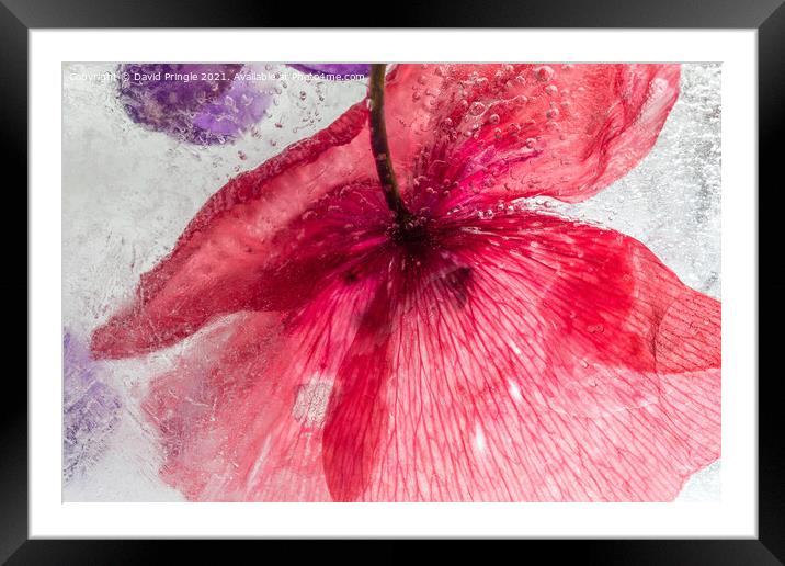 Flowers In Ice Framed Mounted Print by David Pringle
