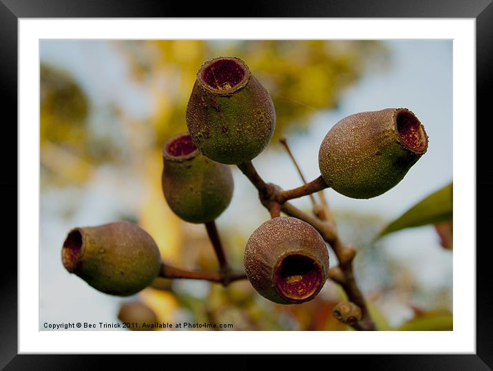 Gum Nuts Framed Mounted Print by Bec Trinick