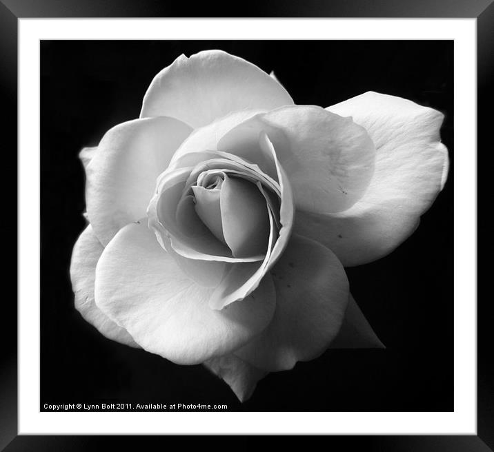 White Rose Framed Mounted Print by Lynn Bolt