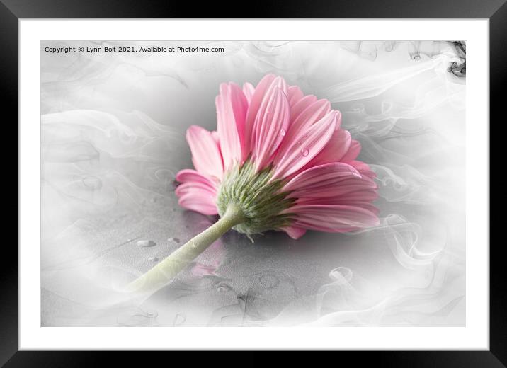 Pink Gerbera Framed Mounted Print by Lynn Bolt