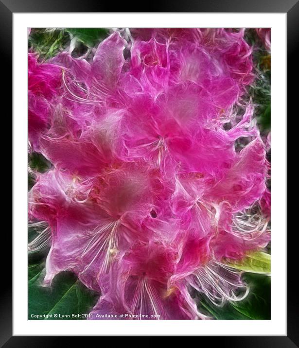 Pink Rhododendron Framed Mounted Print by Lynn Bolt