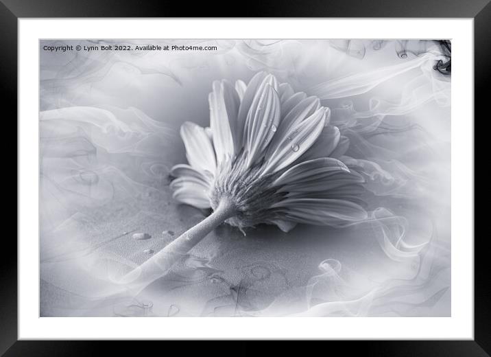 Gerbera in Black and White Framed Mounted Print by Lynn Bolt