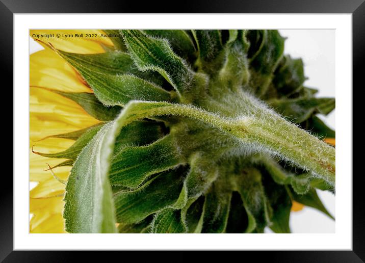 Sunflower 2 Framed Mounted Print by Lynn Bolt