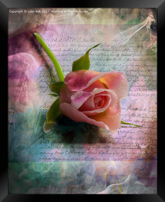 Pink Rose Framed Print by Lynn Bolt