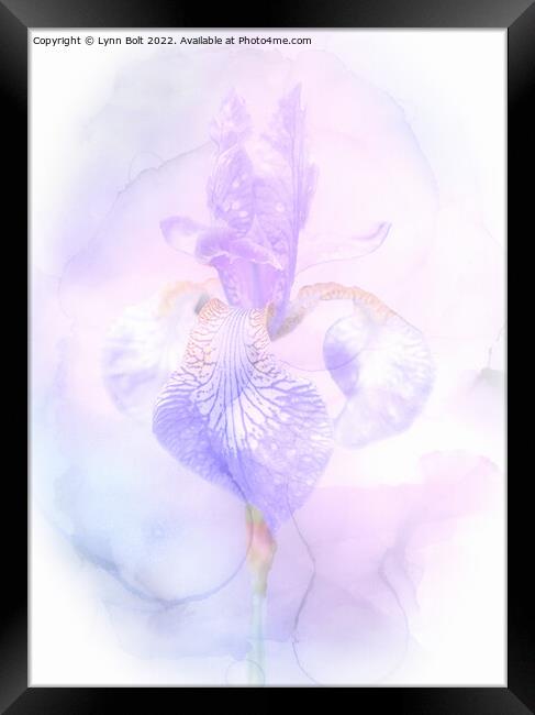 Dreamy Iris Framed Print by Lynn Bolt