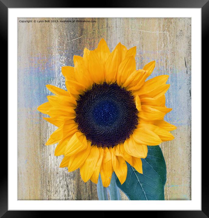Full Bloom Sunflower Framed Mounted Print by Lynn Bolt