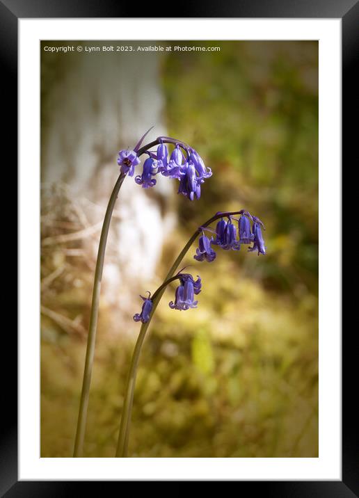 Sunlit Bluebell Framed Mounted Print by Lynn Bolt