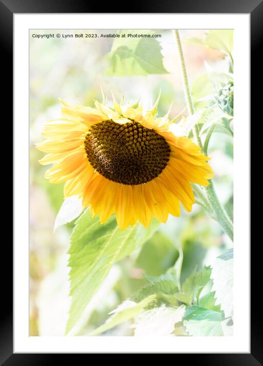 Gentle Sunflower Framed Mounted Print by Lynn Bolt