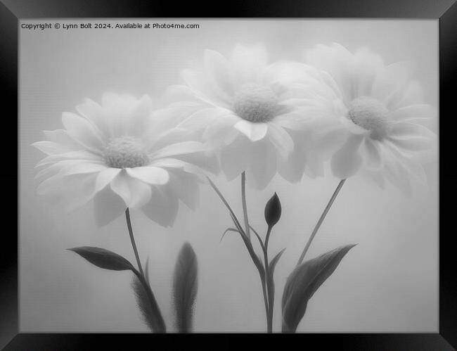 Three Flowers in Black and White Framed Print by Lynn Bolt