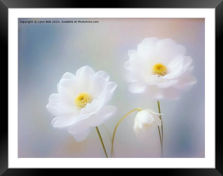 Three White Flowers Framed Mounted Print by Lynn Bolt