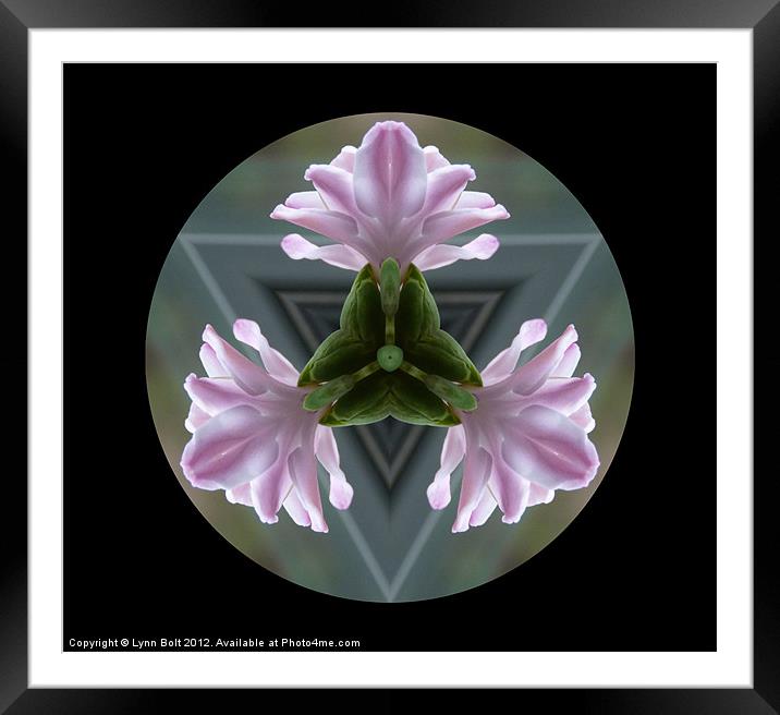 Hyacinth Framed Mounted Print by Lynn Bolt