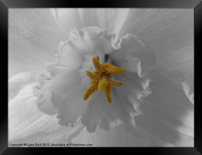 Close-Up of a Daffodil Framed Print by Lynn Bolt