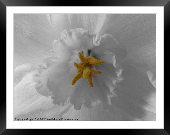 Close-Up of a Daffodil Framed Mounted Print by Lynn Bolt