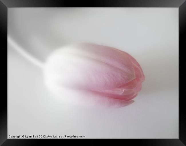 Tulip with a Soft Focus Framed Print by Lynn Bolt