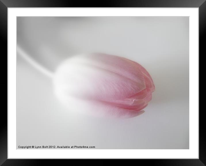 Tulip with a Soft Focus Framed Mounted Print by Lynn Bolt