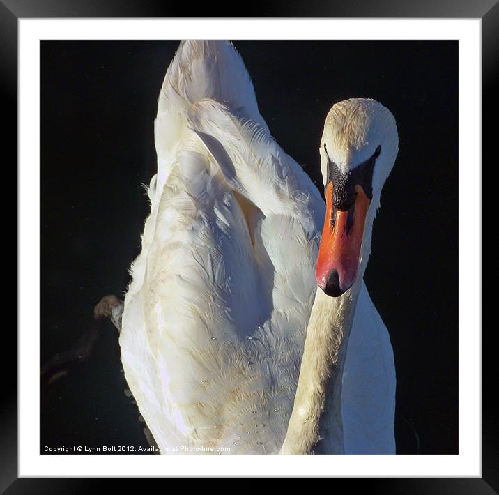 The Swan Framed Mounted Print by Lynn Bolt