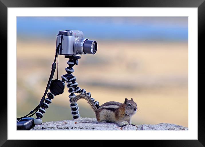 Cheeky Chipmunk Framed Mounted Print by Lynn Bolt