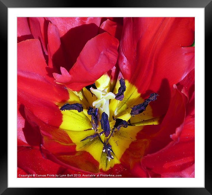 Red Tulip Framed Mounted Print by Lynn Bolt