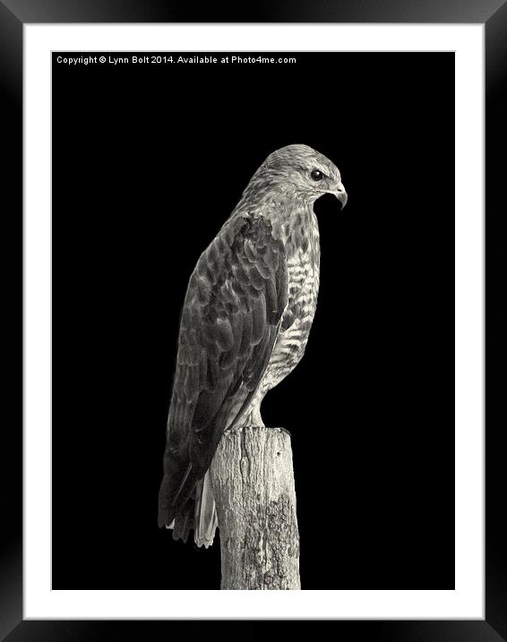 Peregrine Falcon Framed Mounted Print by Lynn Bolt