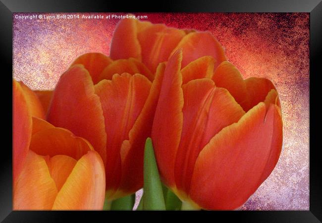 Tulips with Textured Background Framed Print by Lynn Bolt