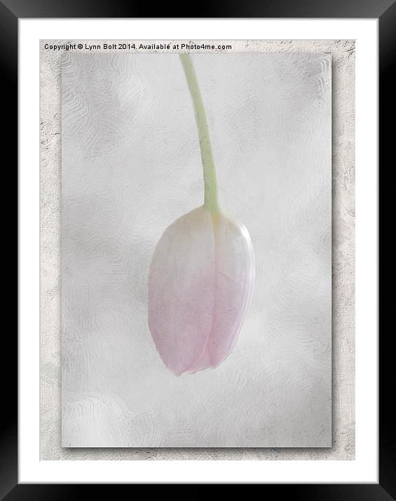 Single Pink Tulip Framed Mounted Print by Lynn Bolt