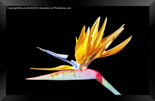 Bird of Paradise Flower Framed Print by Lynn Bolt