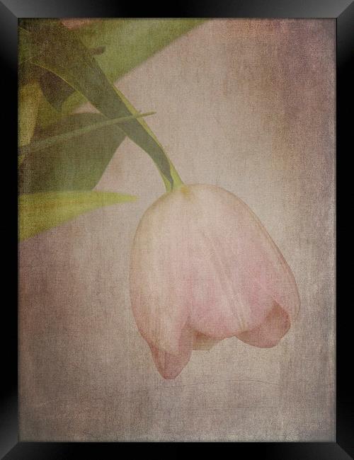 Vintage Tulip Framed Print by Lynn Bolt