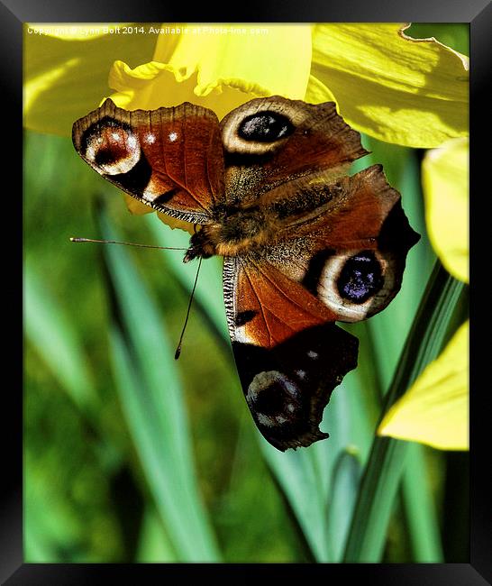Butterfly on a Daffodil Framed Print by Lynn Bolt