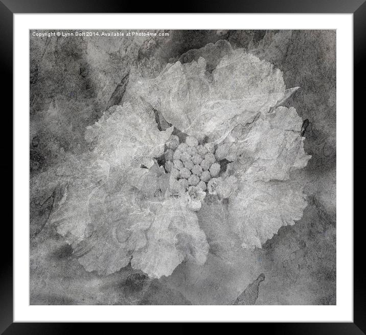  Scabious Flower with Texture Framed Mounted Print by Lynn Bolt