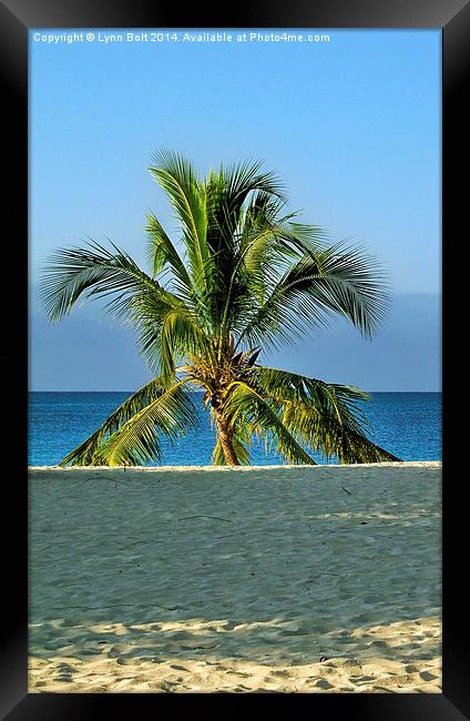  Lone Palm Tree Framed Print by Lynn Bolt
