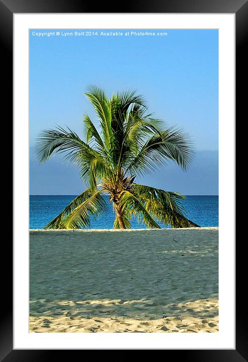  Lone Palm Tree Framed Mounted Print by Lynn Bolt