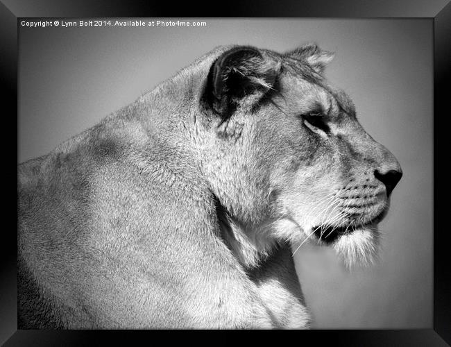  Lioness in Black and White Framed Print by Lynn Bolt