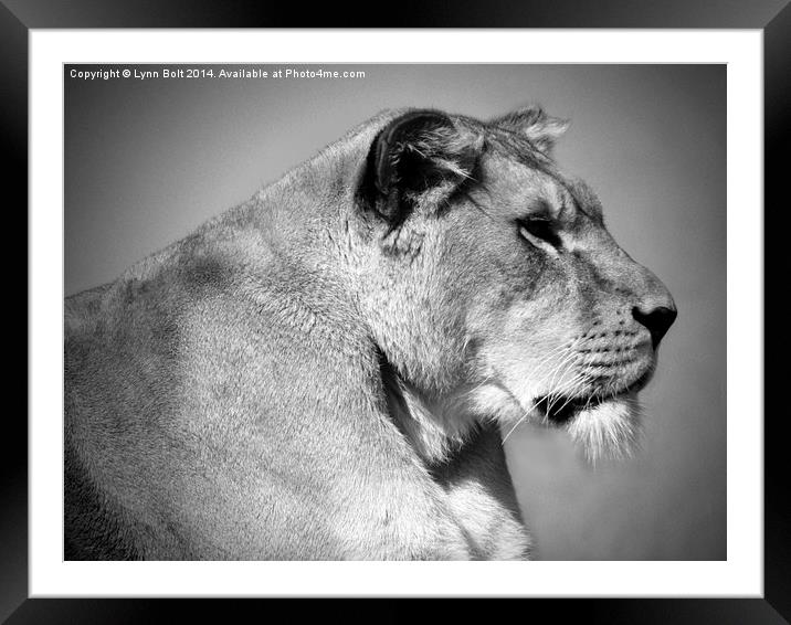  Lioness in Black and White Framed Mounted Print by Lynn Bolt